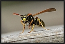 Franse Veldwesp, European paper wasp, Polistes dominula Location: Wierden, the Netherlands papierwesp D2 5242 kopie